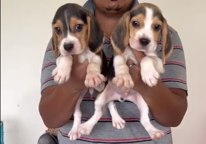 Beagle Puppy for sale in Jaipur